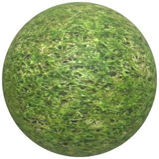 Grass